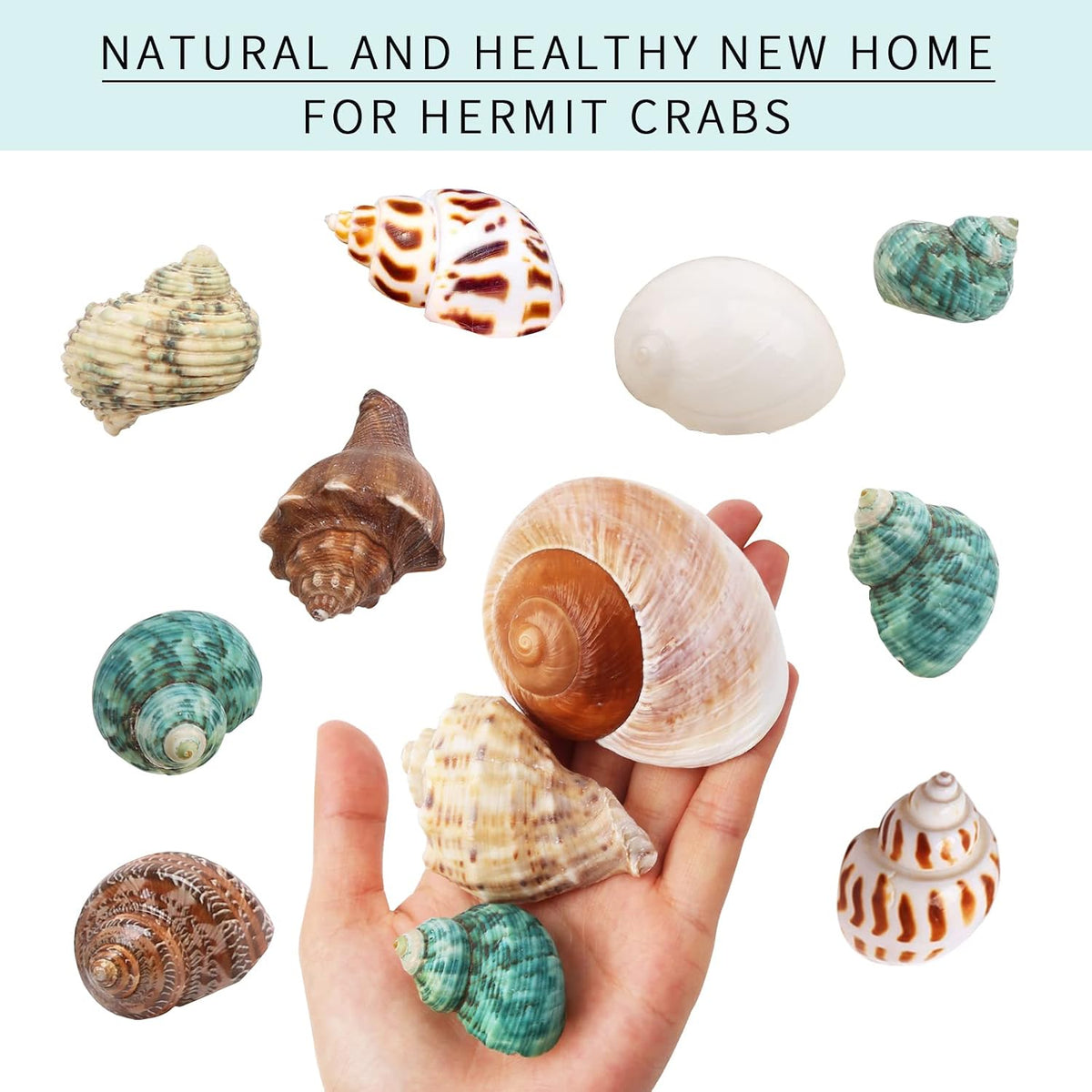 12PCS Hermit Crab Shells Medium and Large Growth Turbo Seashells 1.18"-3.2"