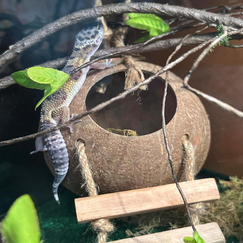 PINVNBY Crested Gecko Coco Hut with Ladder Natural Lizard Coconut Shell Hideout Home Mini Condo for Reptiles Durable Cave Habitat with Hanging Loop Coconut Texture Provide Food for Pets
