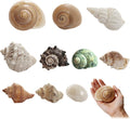 10Pcs Hermit Crab Shells, Natural Sea Shells Set, Beach Decor