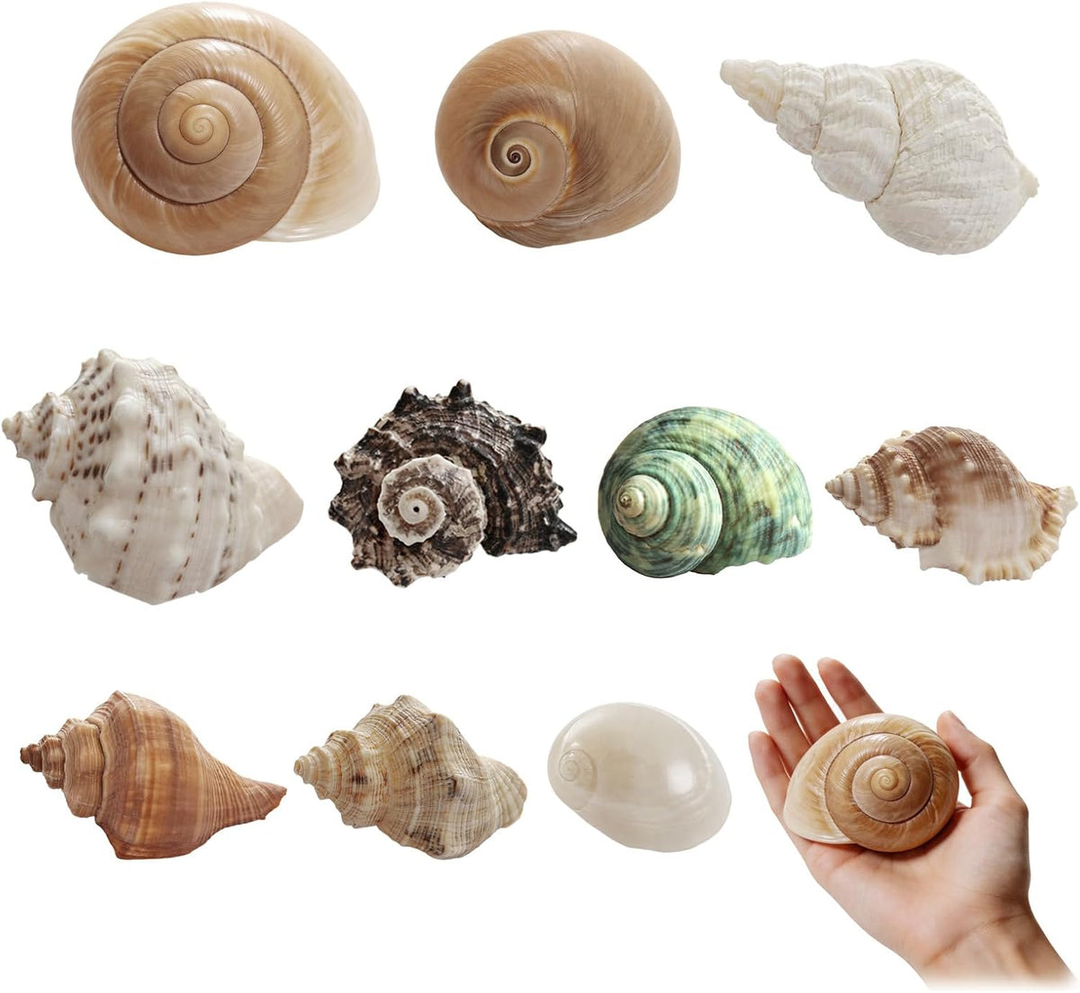 10Pcs Hermit Crab Shells, Natural Sea Shells Set, Beach Decor