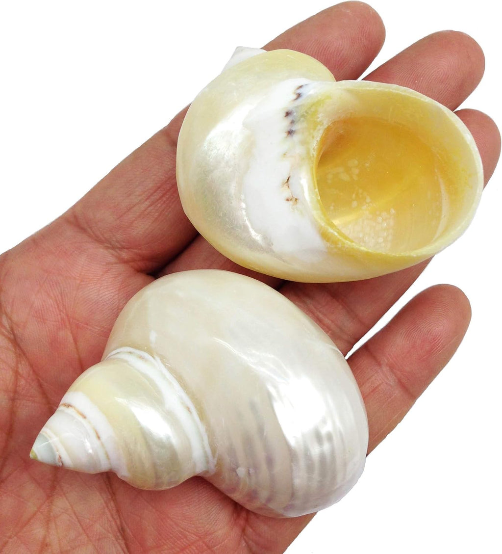 PEPPERLONELY 2 PC Hermit Crab Shells, Turbo Shells, African Sarmaticus Turbo Shell, 2 Inch~ 2-1/4 Inch