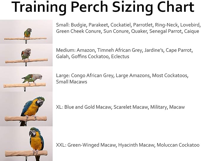 Parrot Training Perch Stand - Image 4