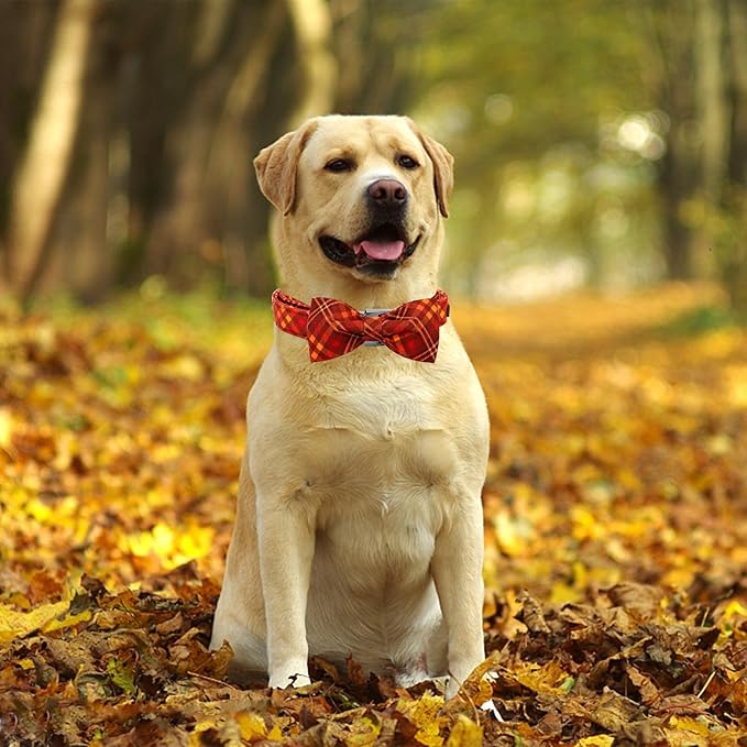 Fall Dog Collar, Pet Collar - Image 5