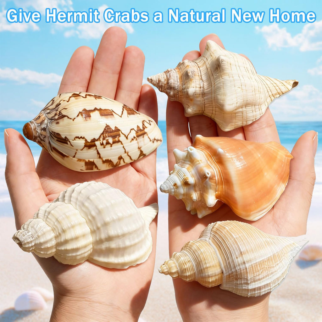 Hermit Crab Shells, 5 Pack, 2.8-4.5 in, Natural Turbo Shells
