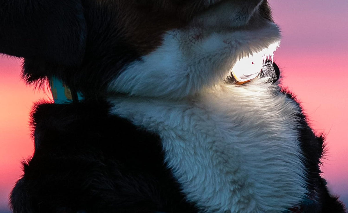 Max & Molly USB Rechargeable LED Dog Collar Light - Waterproof Safety Light for Night Walks, Hiking, Running, Biking