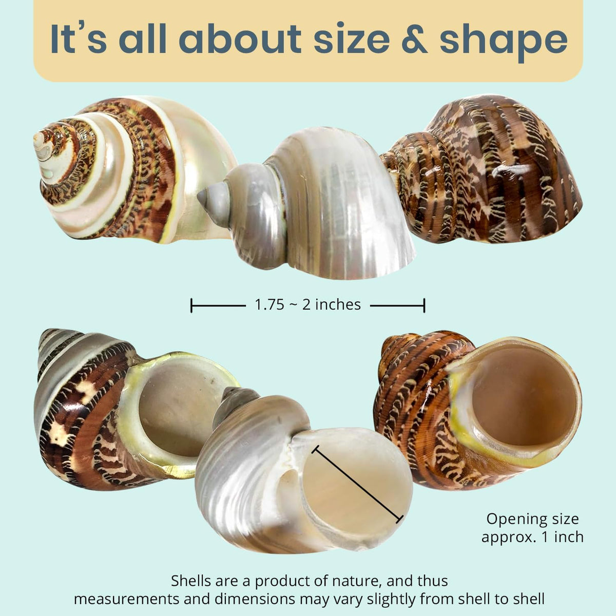 Hermit Crab Shells | Turbo Shells | 1 Brown, 1 Banded, and 1 White Pearlized Turbo Shells 1.75"-2" | Opening Size Approx. 1" | Hermit Crab House for Décor | Plus Free Nautical eBook by Joseph Rains