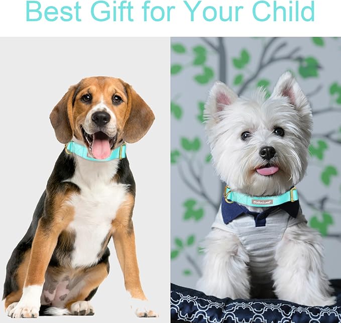 Nylon Dog Collar - Image 3