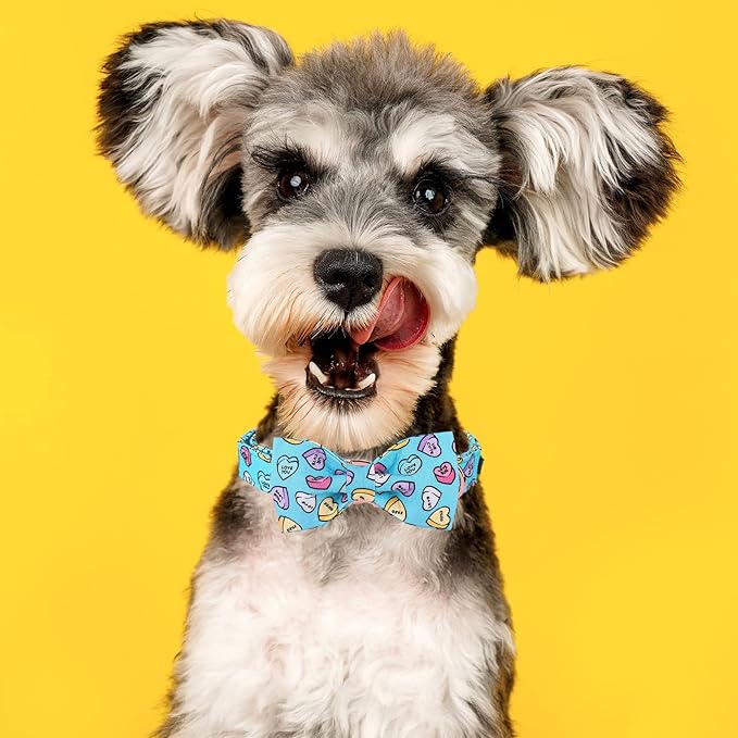 MR. CHUBBYFACE Valentine's Dog Collar - Image 4