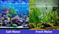 SICCE Nano Micron Small Internal Aquarium Filter 53 GPH Submersible | in-Tank Freshwater Saltwater Turtle Aquariums Application with Removable Filter Sponge
