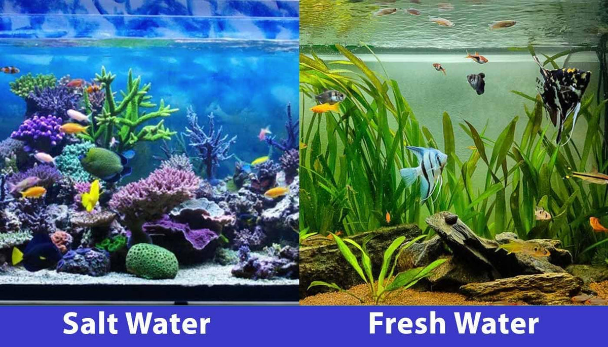 SICCE Nano Micron Small Internal Aquarium Filter 53 GPH Submersible | in-Tank Freshwater Saltwater Turtle Aquariums Application with Removable Filter Sponge