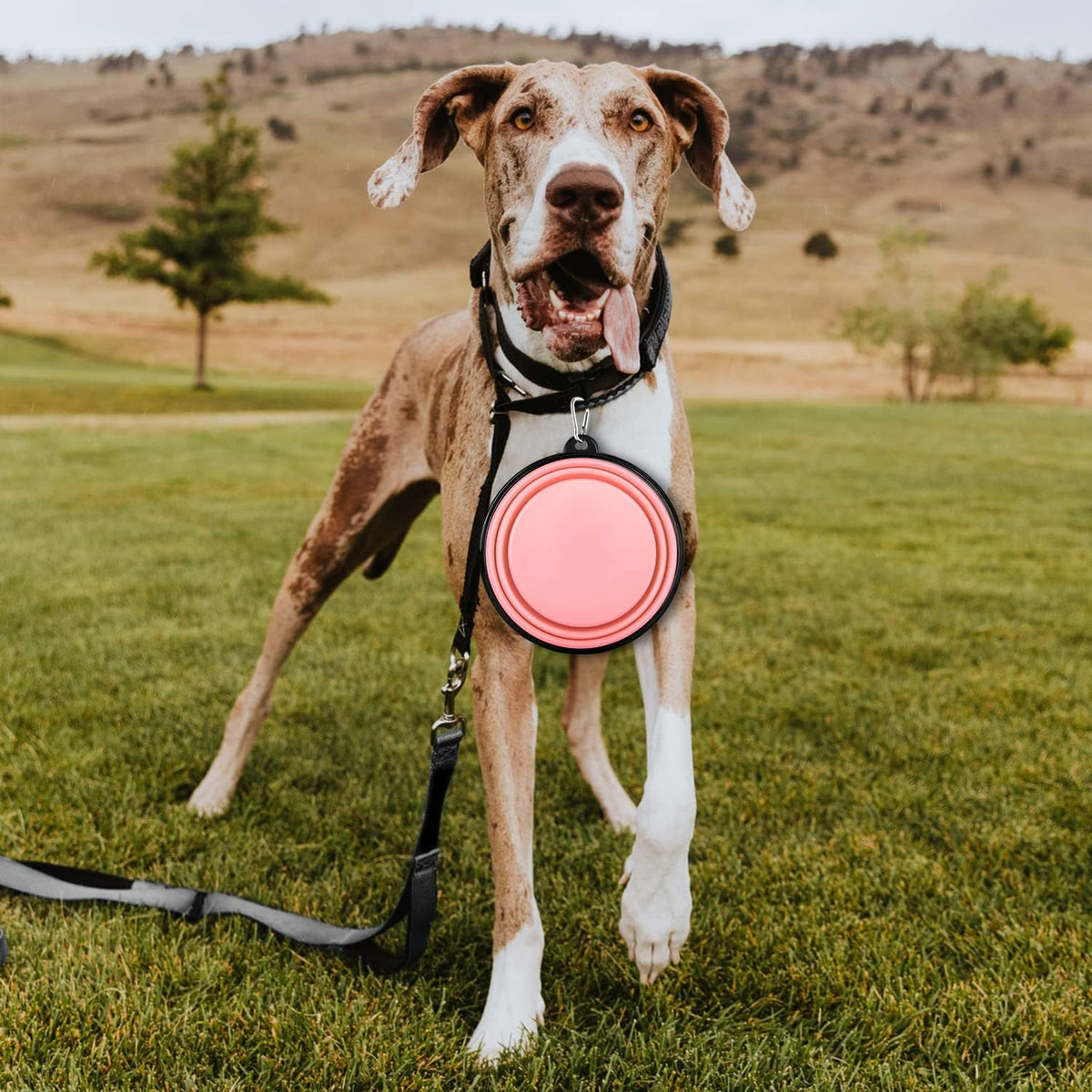Collapsible Dog Bowls-2 Pack Large Size for Large/Medium Dogs, Pet Travel Water Bowl, Dogs Cat Portable Water Bowl, Dog Pet Feeding Watering Dish Outdoor Hiking Parking Traveling with 2 Carabiners