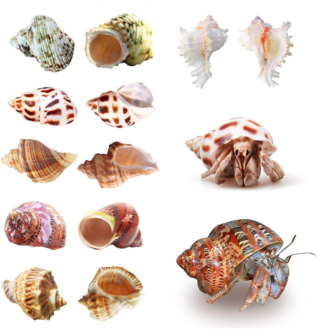 SINKOO 6PCS Hermit Crab Shells Medium to Large, Natural Sea Conch 2.3"-3.5"