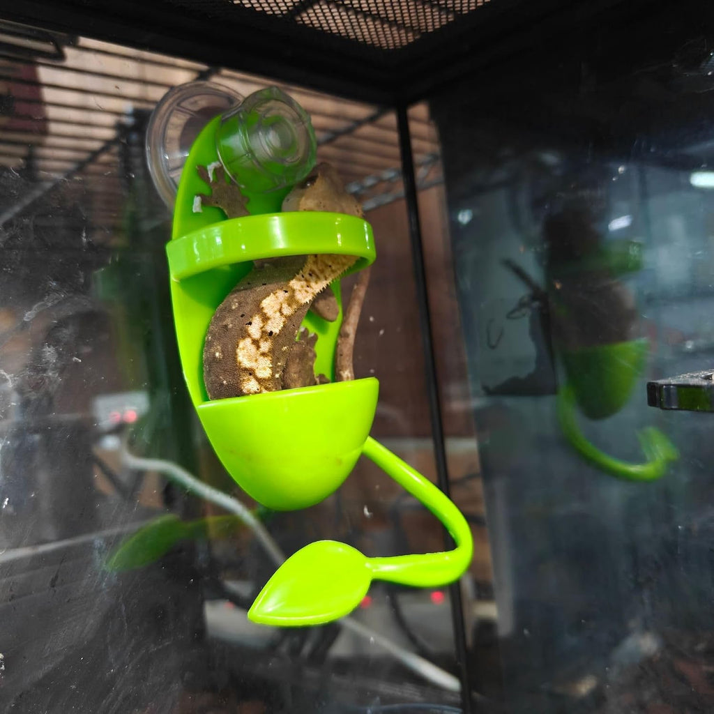 4 Pack Reptile Leaf Perch & Suction Water Dish for Crested Gecko Tree Frog