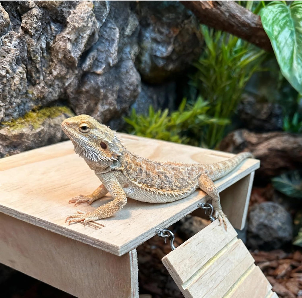 Bearded Dragon Tank Accessories, Assembled Wooden Hideout with Basking Platform and Ramp, Reptile Habitat Accessories for Bearded Dragon, Gecko, Snake, Skink and Other Small Animals