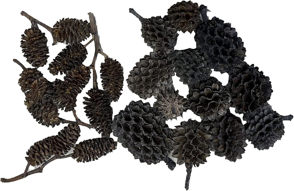 Awesome Aquatic 50 Casuarina Cones, Blackwater, Betta Shrimp Habitat