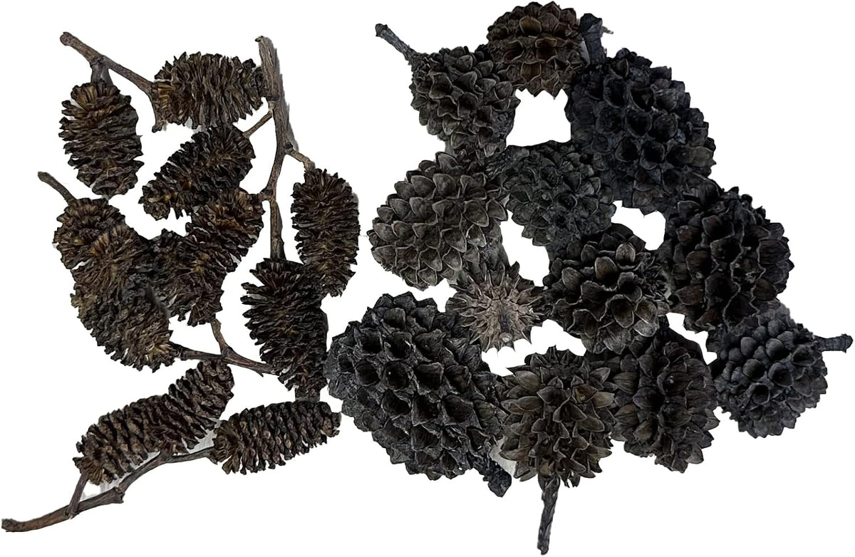 Awesome Aquatic 50 Casuarina Cones, Blackwater, Betta Shrimp Habitat