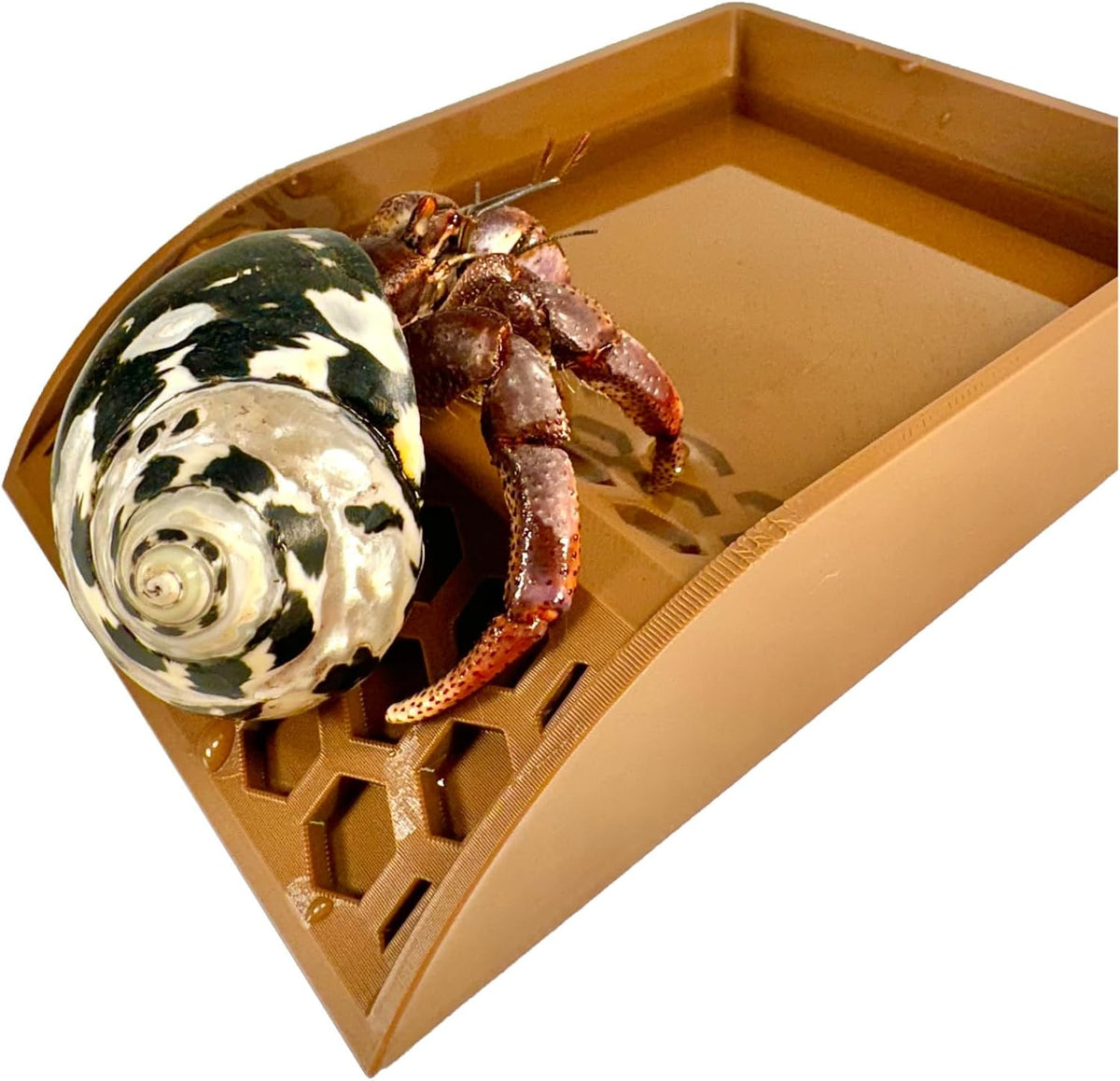 Lucky Critter Hermit Crab Pool with Ramp | Hermit Crab Tank Decor Water Bowl | Hermit Crab Decoration Accessories Supplies Toys Ornaments | Hermit Crab Habitat Enrichment Toy