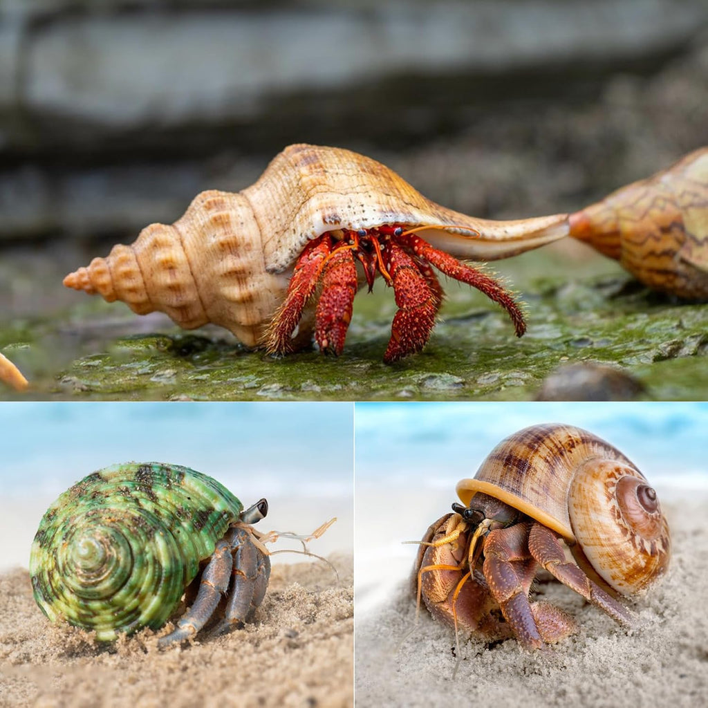 SINKOO 6PCS Hermit Crab Shells Medium to Large, Natural Sea Conch 2.3"-3.5"