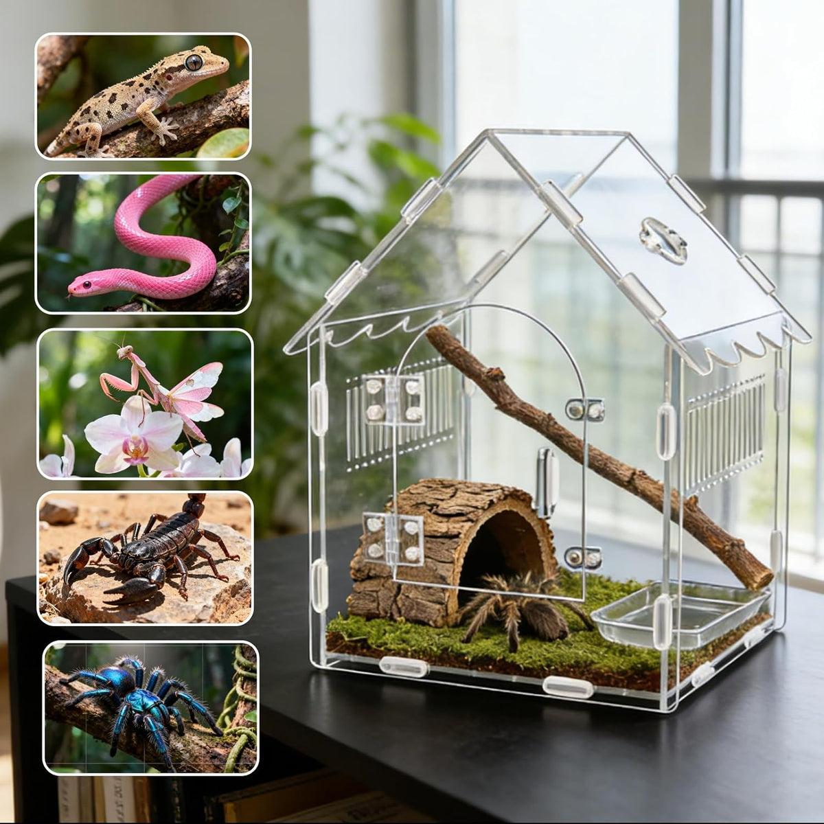 Acrylic Jumping Spider Enclosure 8x8x12 with Magnetic Lock