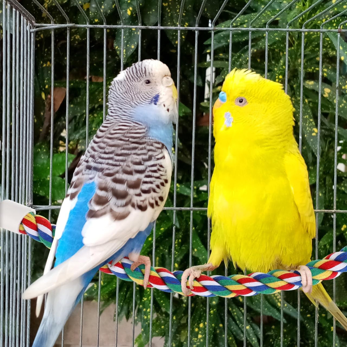 Colorful Bird Rope Perch Stand, Birdcage Swing Spiral Toys, Bird Climbing Standing Bungee Rope Perches Chew Toys Cage Accessories for Cockatiels Parrots Birds (15.7 inch /40 cm)