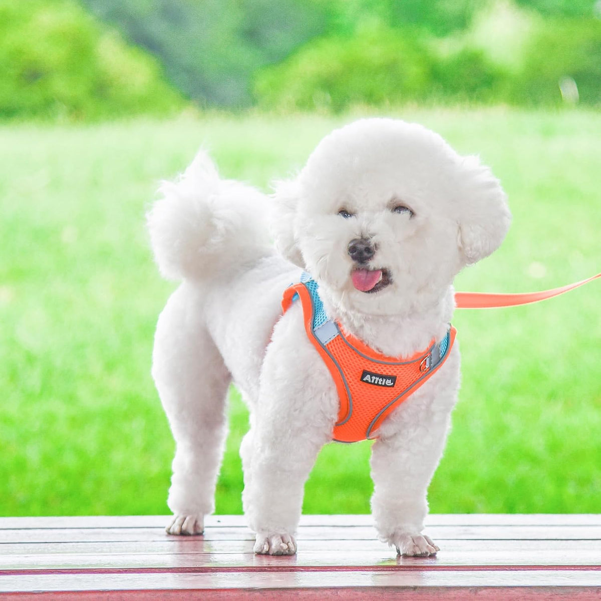 Medium Dog Harness and Leash Set, Step-in Puppy Pet Vest, Orange XL