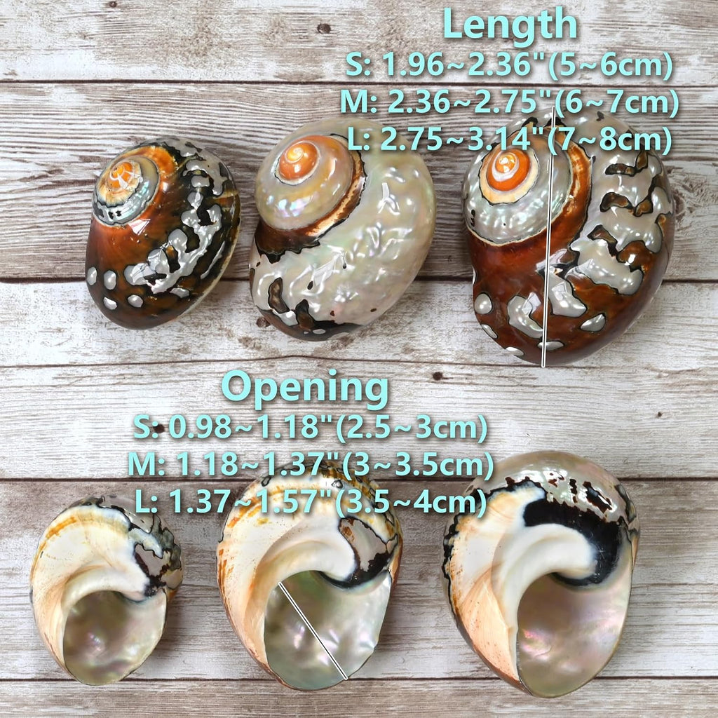2pcs Hermit Crab Shells Medium, Natural Conch Seashell, Opening 1 Inch
