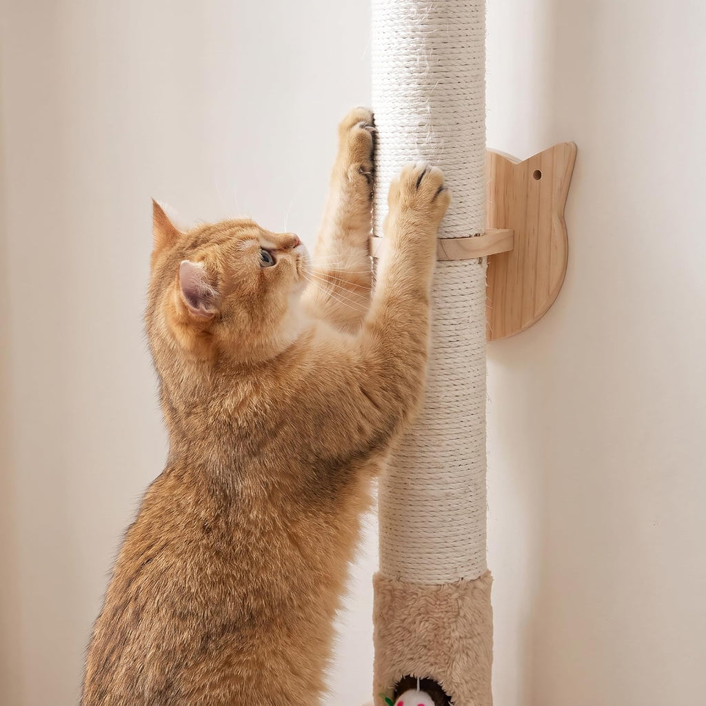 Cat Wall Climbing Post, 60" Tall Cat Climbing Wall Systems for Large Cats