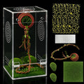 SIHPTO 4x4x8 Inch Pre-Assembled Jumping Spider Enclosure Kit