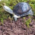 3PCS Tortoise Habitat Accessory Kit, Includes 3.5 Oz Moss Bag & Two 15 Oz Coconut Coir Bricks for Reptile Terrarium