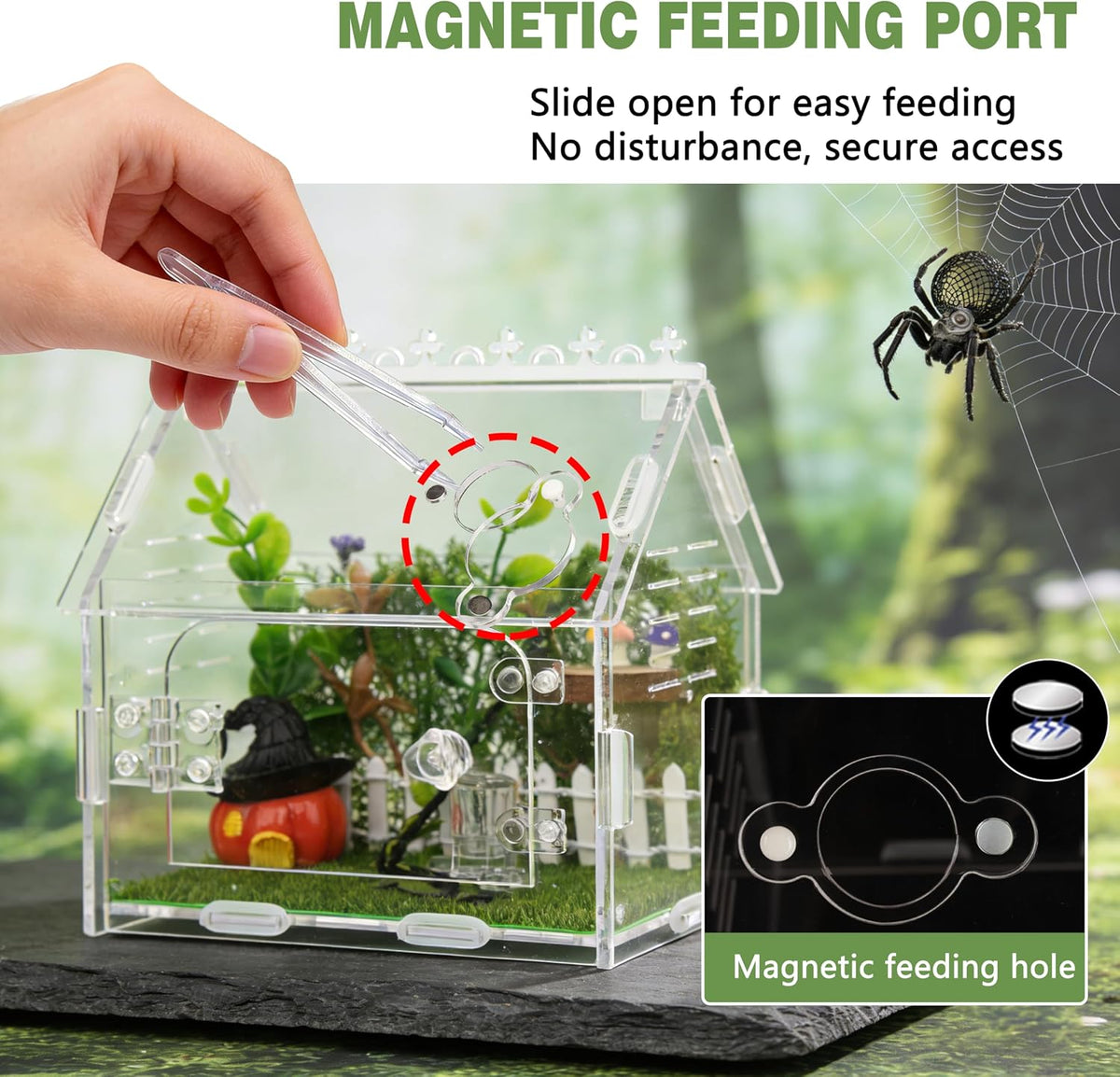 Acrylic Jumping Spider Enclosure Magnetic Lock Terrarium
