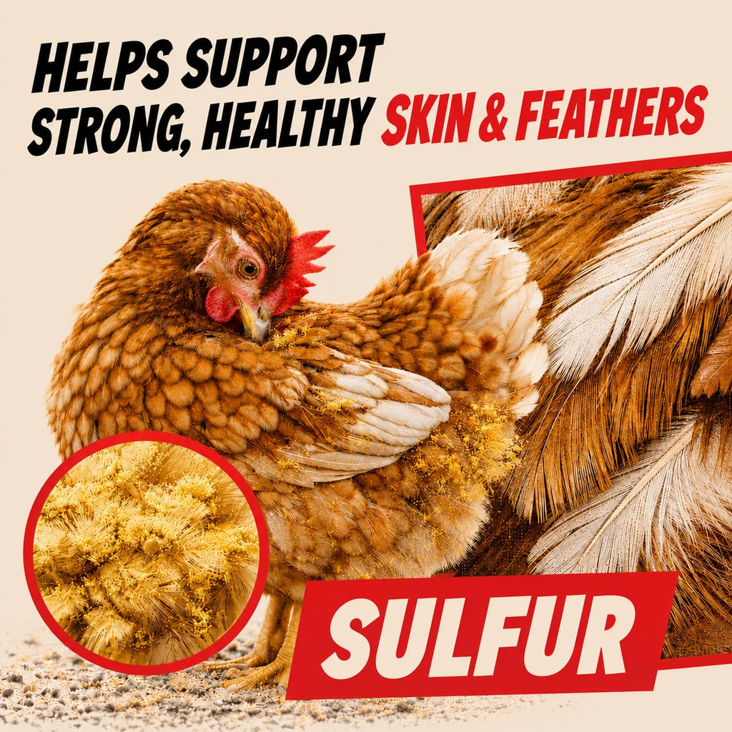 4lbs Chic Hens Chicken Dust Bath, Natural 4-Ingredient Blend for Chickens, Dust Bath Powder with Diatomaceous Earth, Biochar, Zeolite & Sulfur, Made in USA