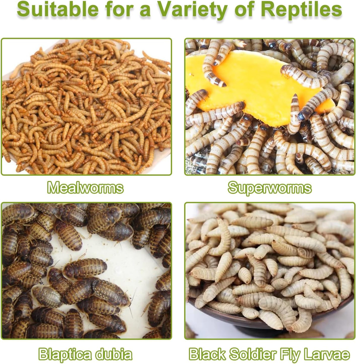 Mealworms Breeding Kit,Mealworms Keeper,Worm Farm with Insect Tweezers,is Used to Raise Your Own Meal Worms,to Breed Live Worms for Bearded Dragons,Leopard Geckos,Lizards,Frogs,Birds and Chickens