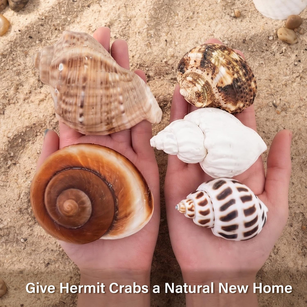 5PCS Hermit Crab Shells Medium to Large 2.1"-3.5" Shells Opening 1.2"-2.3"