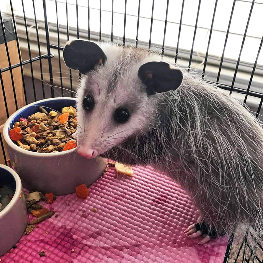 Exotic Nutrition Opossum Complete - Nutritionally Complete Healthy Pellet Diet - Food for Short-Tailed & Virginia Opossums (1 lb.)