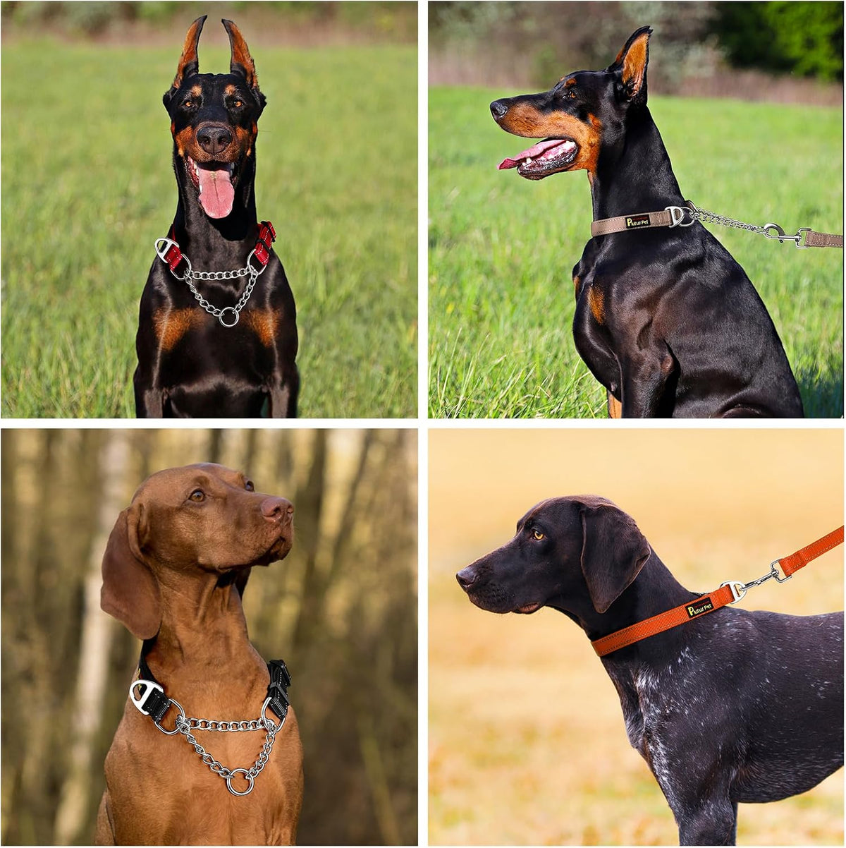 Plutus Pet Martingale Dog Collar with Stainless Steel Chain, Orange, L