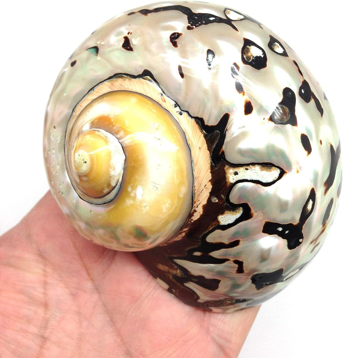 PEPPERLONELY 2 PC Hermit Crab Shells, Turbo Shells, African Sarmaticus Turbo Shell, 2 Inch~ 2-1/4 Inch