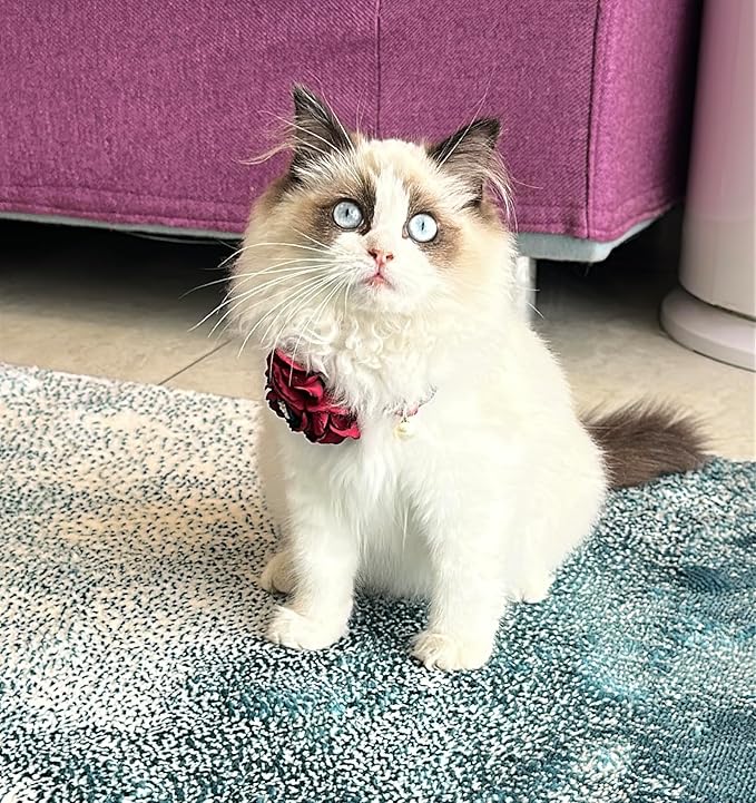 Fupo Cat Collars for Girl Cats - Image 4