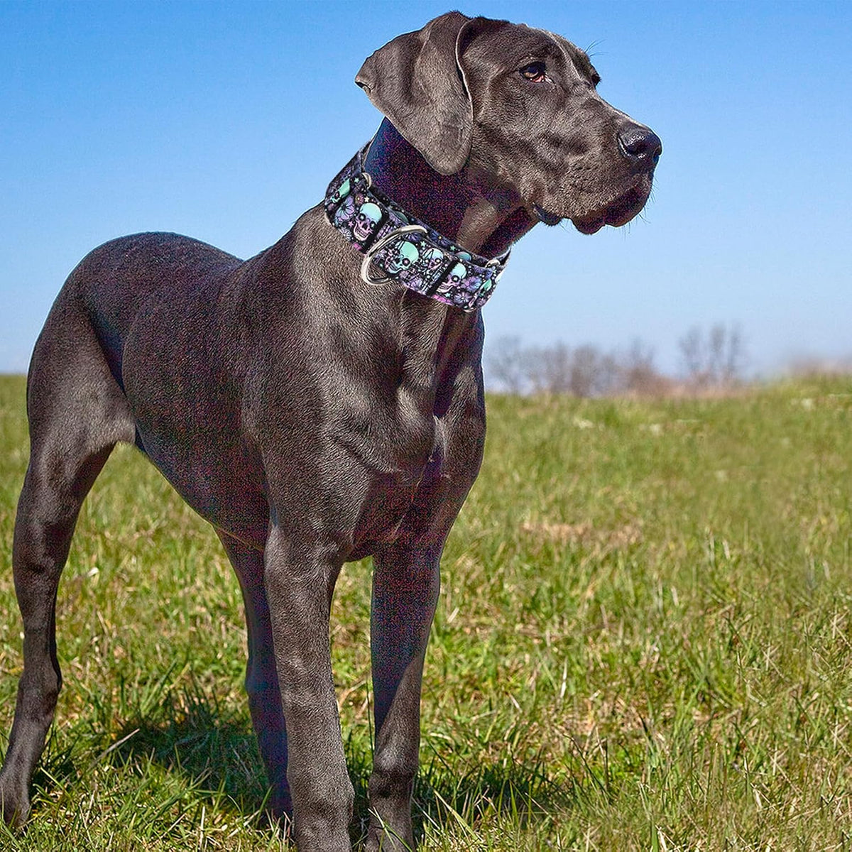 1.5 inch Skulls Martingale Collar for Dogs,Training Collar for Large Dogs
