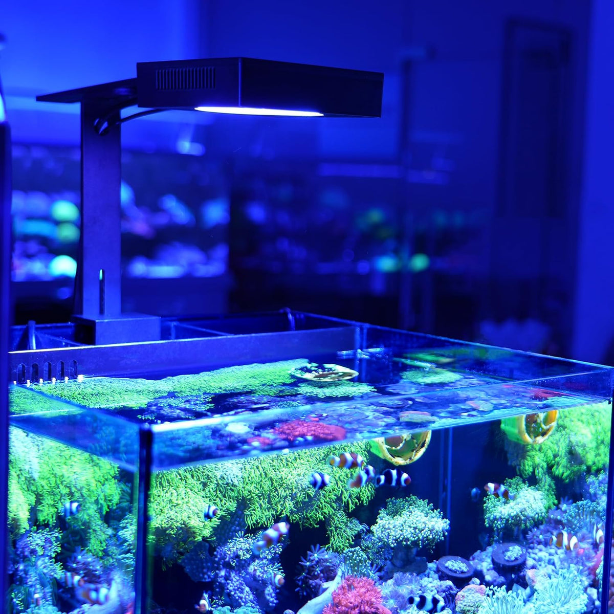 NICREW NavaReef LED Reef Light, 65W Aquarium Lighting for Soft/LPS Corals