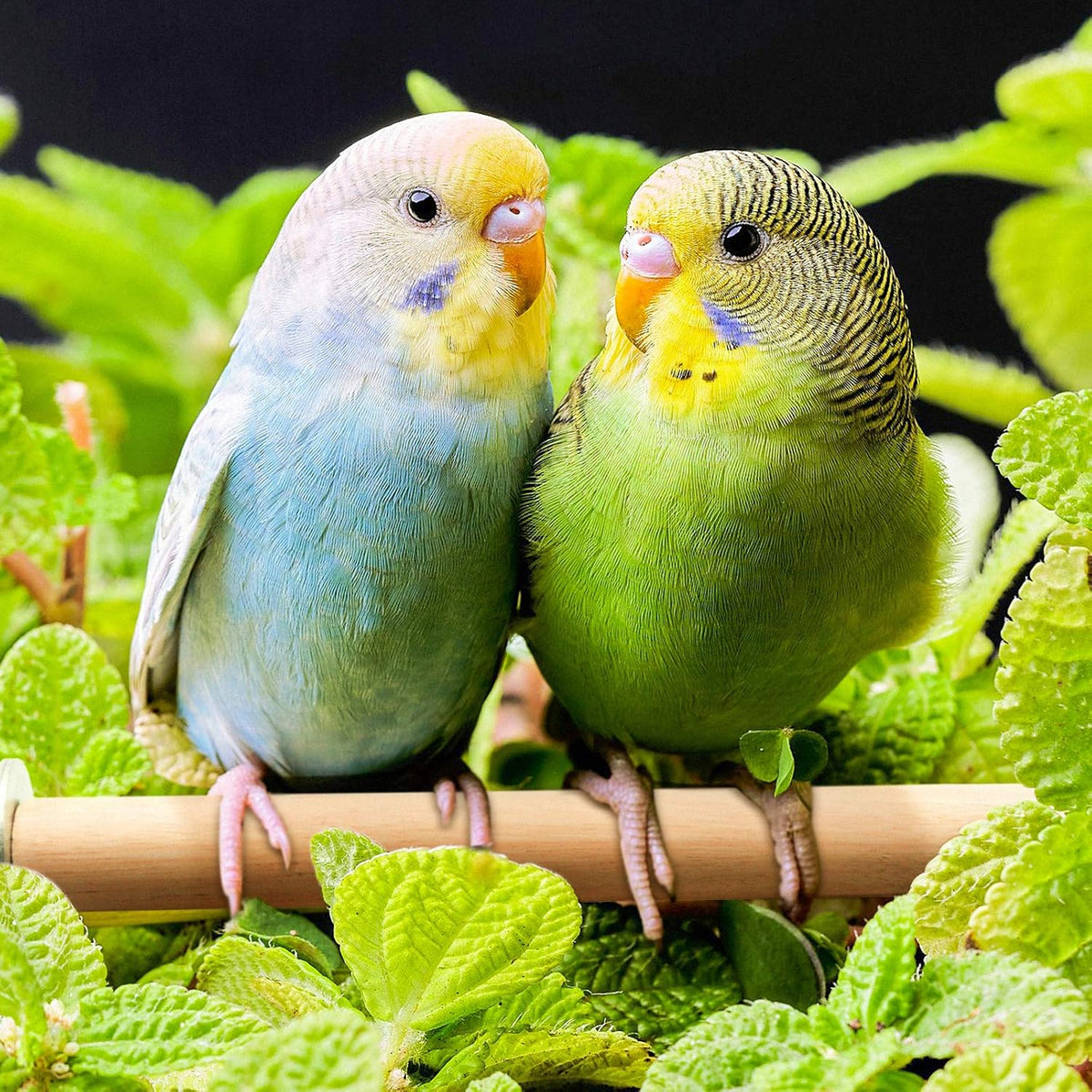 4 PCS Bird Perch Stand Platform Toy, Natural Wood Parrot Perch Stand Stick Play Exercise Gym Bird Cage Accessories Toys for Parrot, Budgies, Parakeet, Cockatiels, Conure, Lovebirds (Style 1)