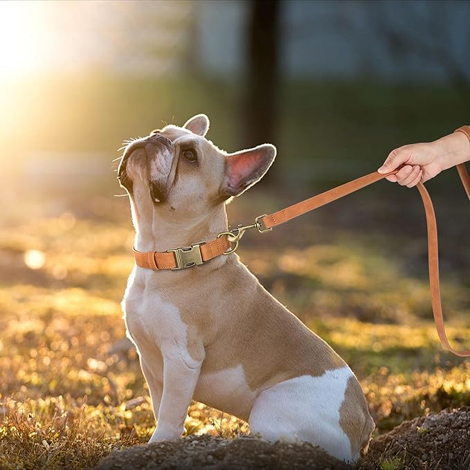 Didog Soft PU Leather Dog Collar, Stylish Quick Released Dog Collars - Image 3