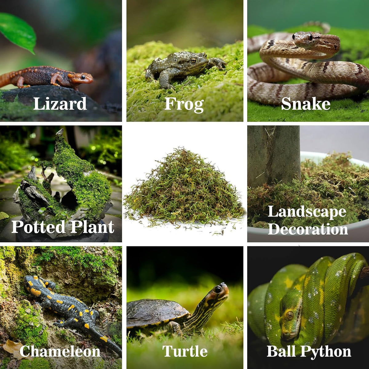 Sukh Sphagnum Moss for Reptiles - Terrarium Reptiles Moss Green Dried Peat Moss Habitat Bedding Moss for Snakes Turtle Frog Gecko and Other Reptiles Substrate (30, Ounces)