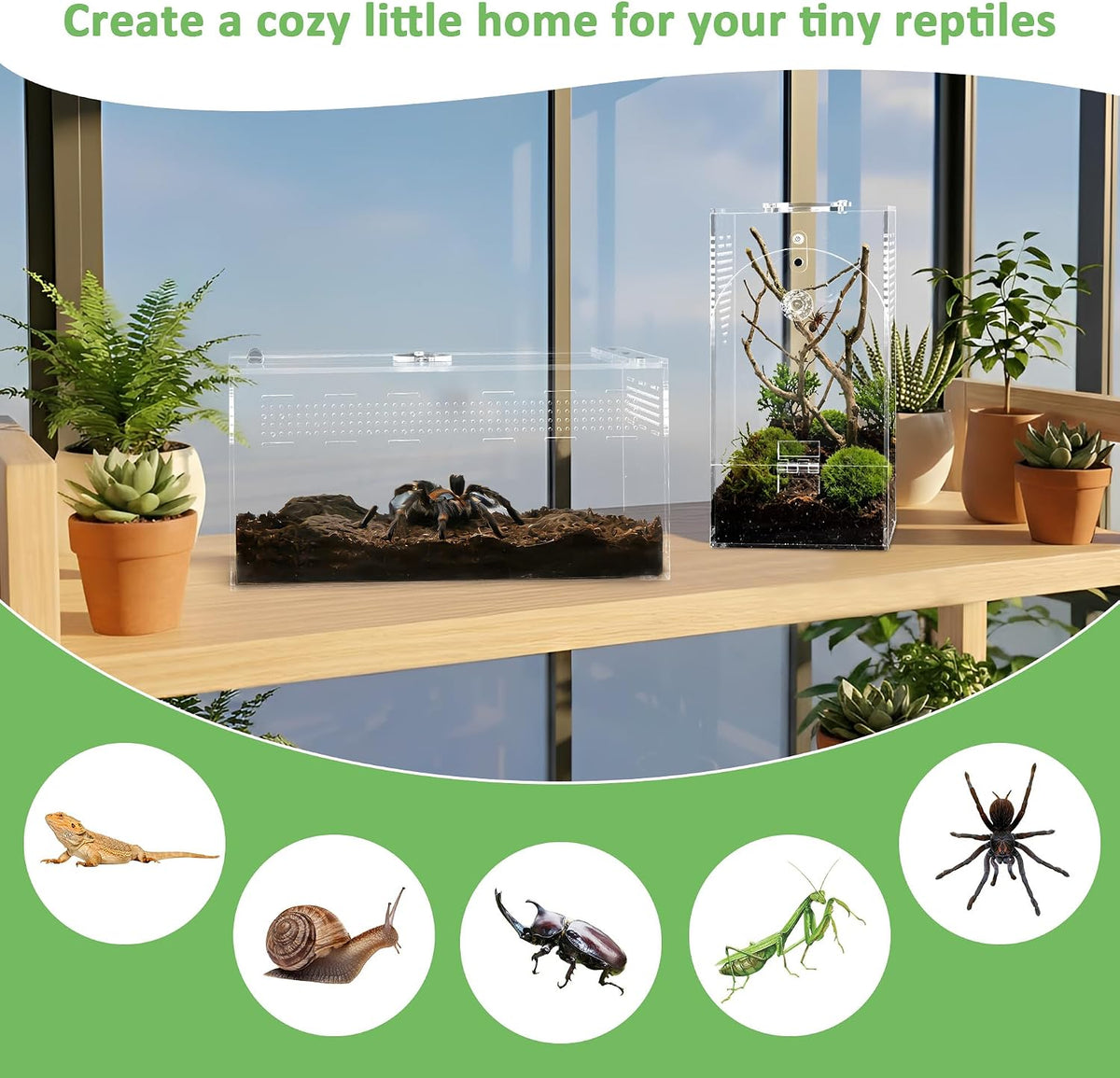 Acrylic Spider Enclosure 2 Pack, Terrarium for Jumping Spider（L）