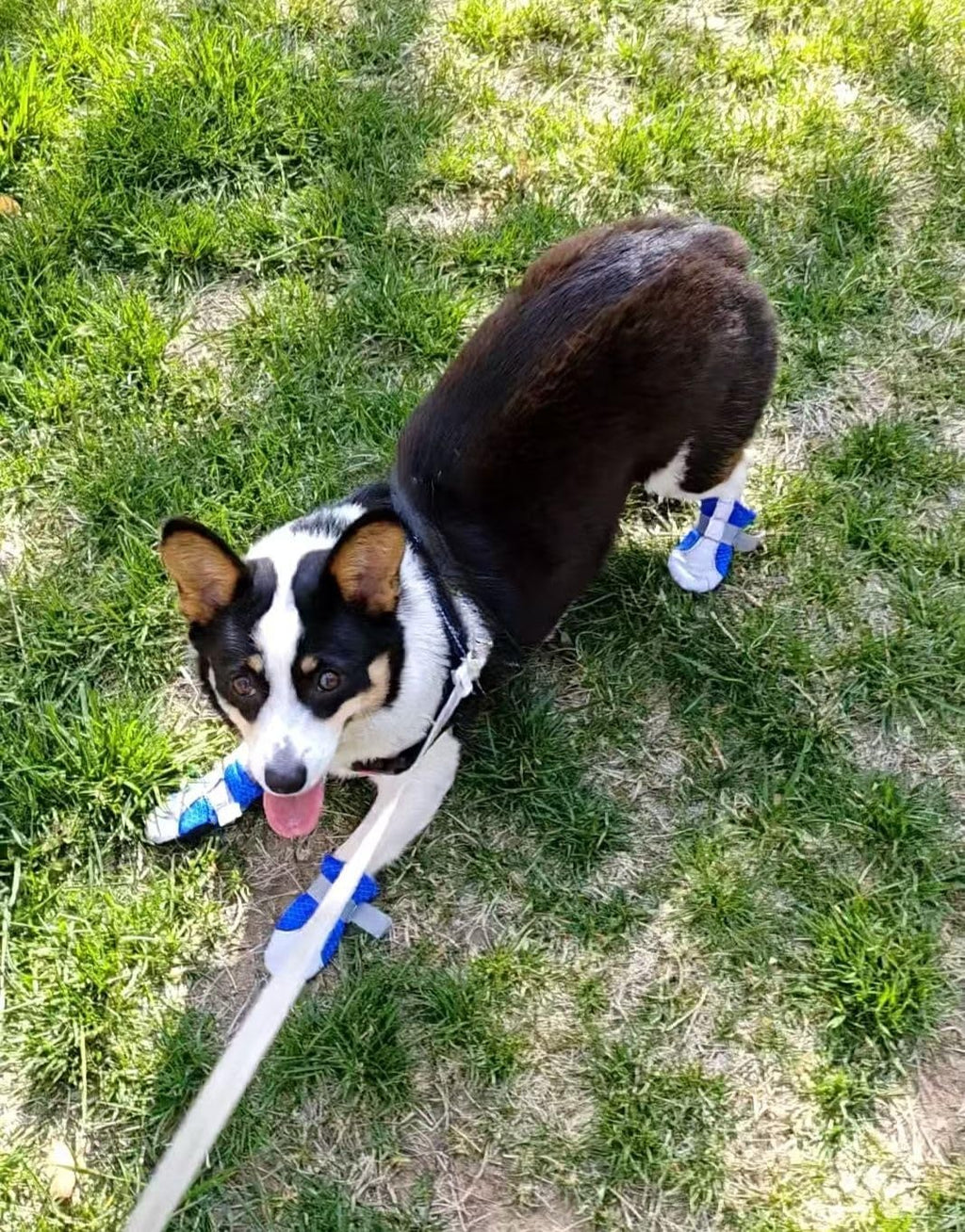 Dog Boots for Small Dogs Soft Reflective and Nonslip Set of 4 (X-Small, Blue)