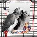 Colorday 9" Bird Mirror with Rope Perch, Bird Swing, Parrot Cage Toys by Colorday