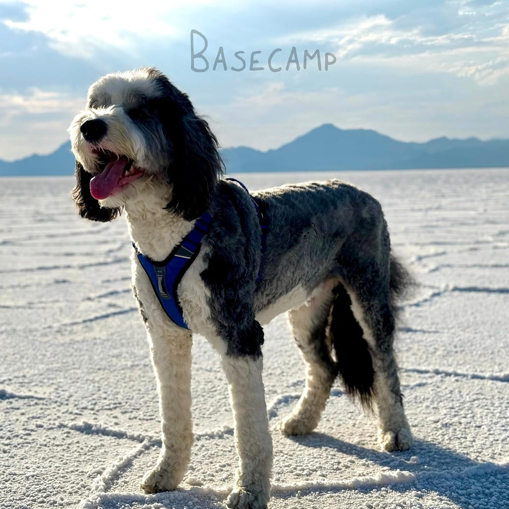 ShawnCo Basecamp Dog Harness, No-Pull Pet Vest (Electric Blue,S)