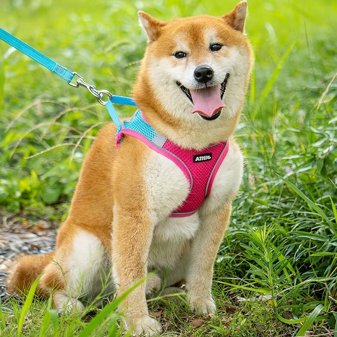 AIITLE Easy Walk Dog Harness and Leash Set - Image 2