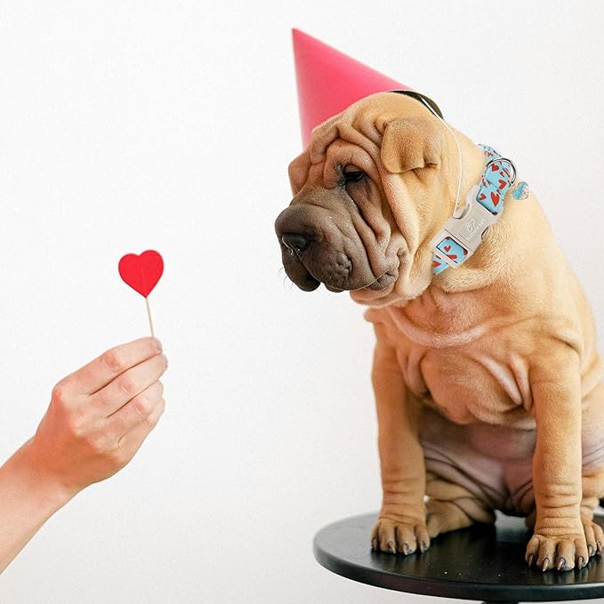 Valentines Dog Collar for Small Dogs - Image 3