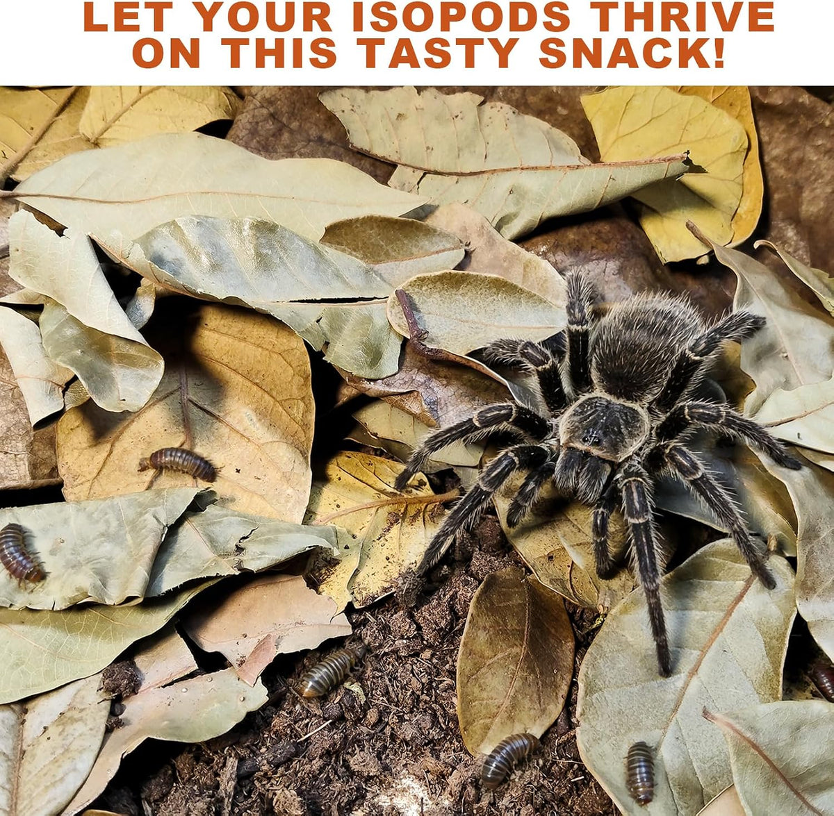 120PCS Dry Oak Leaf Litter Substrate Terrarium Bedding for Reptiles
