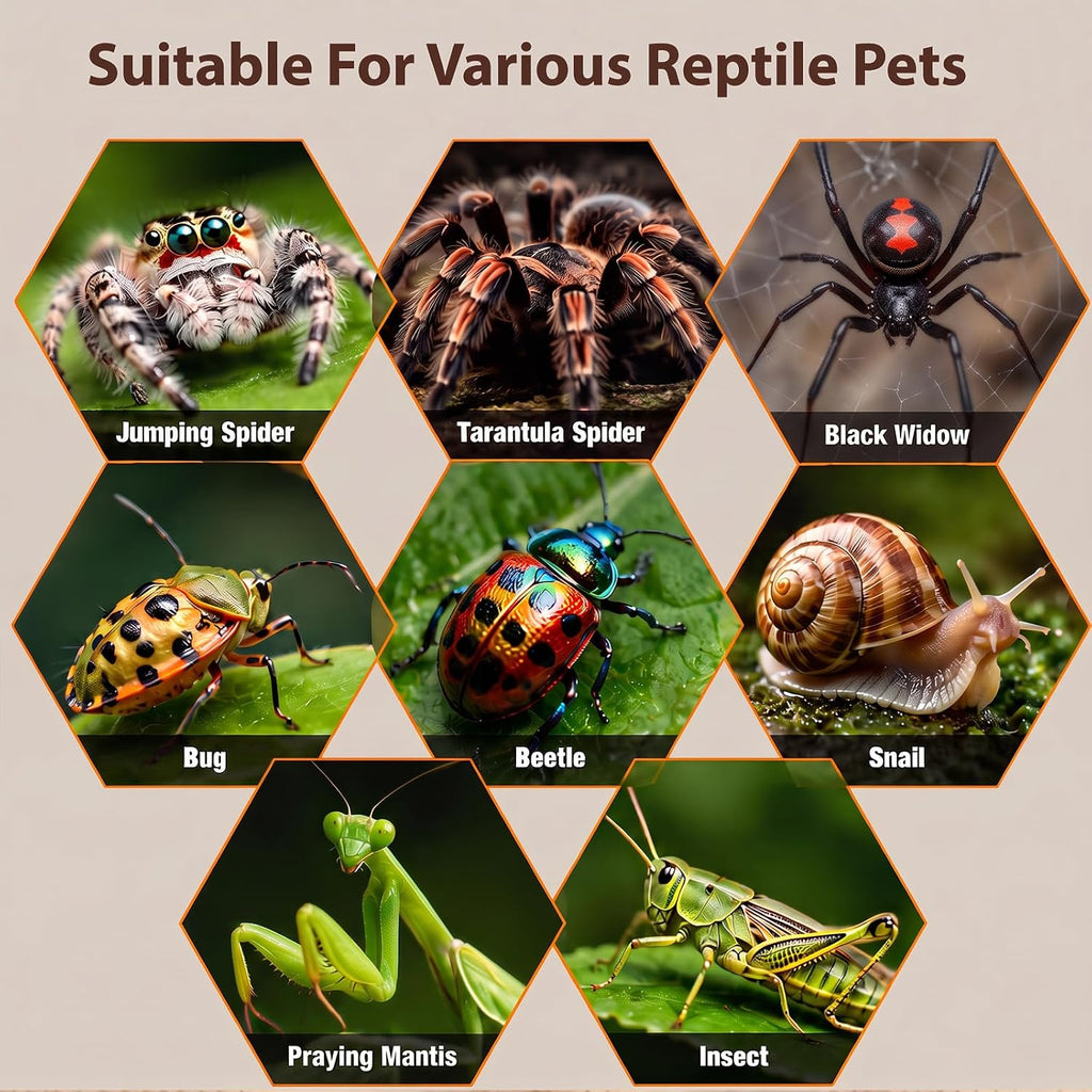 Large Jumping Spider Enclosure Kit for Spiders Manti Snail & Small Reptiles